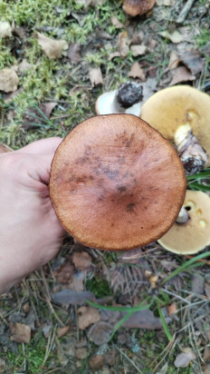 Suillus luteus - Маслёнок настоящий