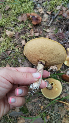 Suillus luteus - Маслёнок настоящий