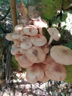 Гриб из Минск