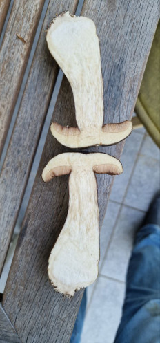 Гриб из Мюнхен