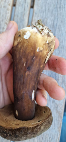 Гриб из Мюнхен