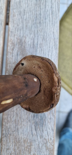 Гриб из Мюнхен