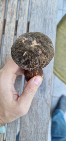 Гриб из Мюнхен