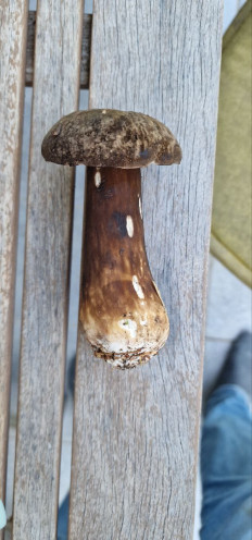 Гриб из Мюнхен