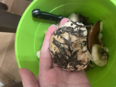 Гриб из Сургут ХМАО