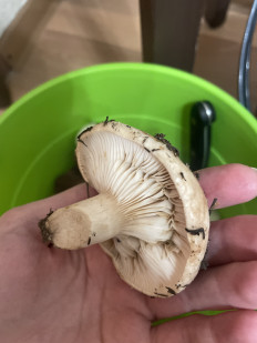 Гриб из Сургут ХМАО