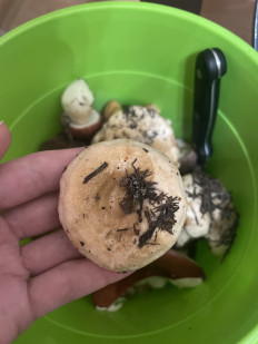 Гриб из Сургут ХМАО