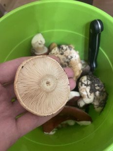 Гриб из Сургут ХМАО