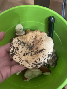 Гриб из Сургут ХМАО