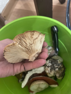 Гриб из Сургут ХМАО