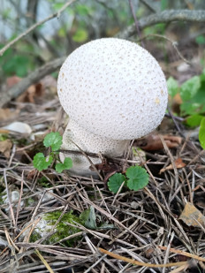 Гриб из Москва