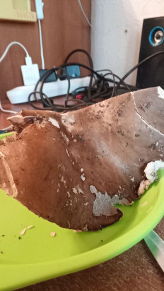 Гриб из дубна