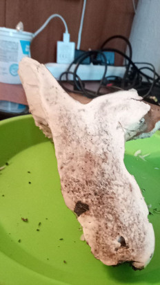 Гриб из дубна