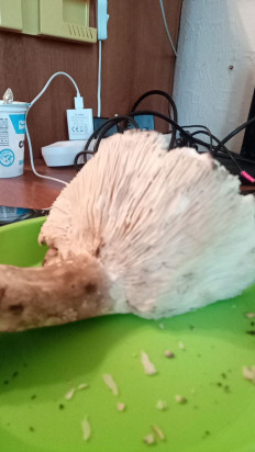 Гриб из дубна