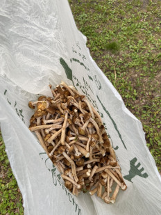 Опёнок осенний