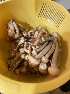 Опёнок осенний