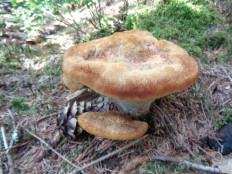 Гриб из Бельгийские леса