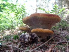 Гриб из Бельгийские леса