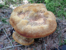 Гриб из Бельгийские леса