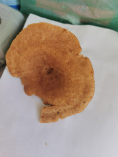 Гриб из Тверская область