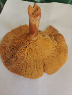 Гриб из Тверская область