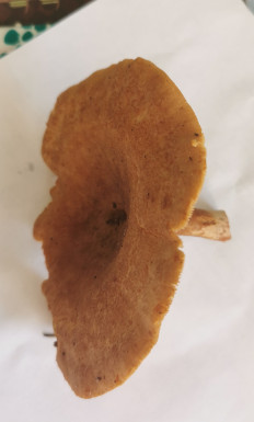 Гриб из Тверская область