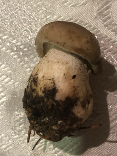 Гриб из Московская область город Одинцово