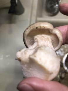 Гриб из Московская область город Одинцово