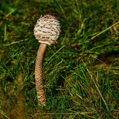 Macrolepiota procera - Зонтик пёстрый