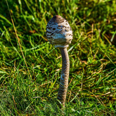 Macrolepiota procera - Зонтик пёстрый