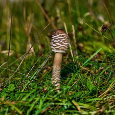 Macrolepiota procera - Зонтик пёстрый