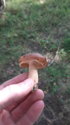 Гриб из Нахабино