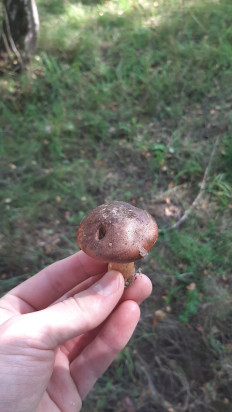 Гриб из Нахабино