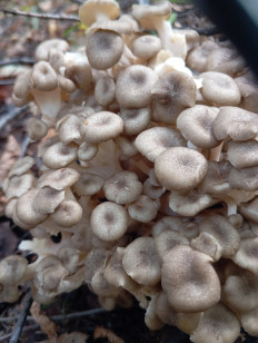 Polyporus umbellatus - Трутовик зонтичный