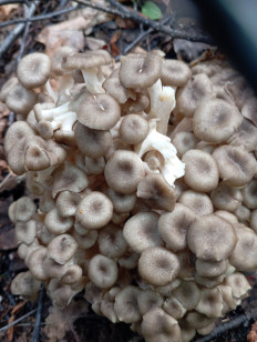 Polyporus umbellatus - Трутовик зонтичный