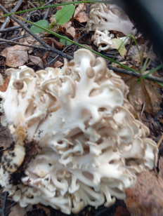 Polyporus umbellatus - Трутовик зонтичный