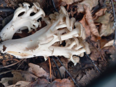 Polyporus umbellatus - Трутовик зонтичный