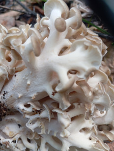 Polyporus umbellatus - Трутовик зонтичный