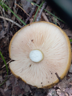 Lactarius necator - Чёрный груздь