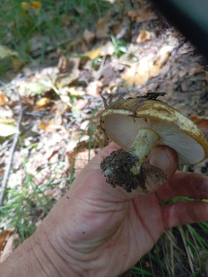 Lactarius necator - Чёрный груздь