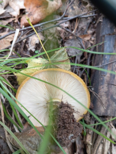 Lactarius necator - Чёрный груздь