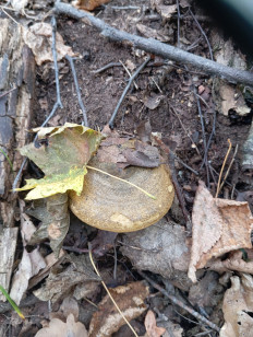 Lactarius necator - Чёрный груздь