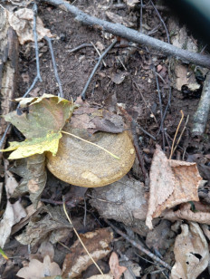 Lactarius necator - Чёрный груздь