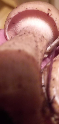 Гриб из г. Уфа