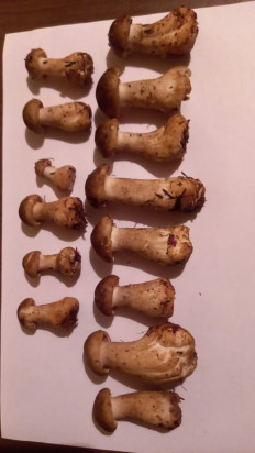 Гриб из г. Уфа