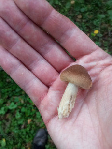 Гриб из Москва