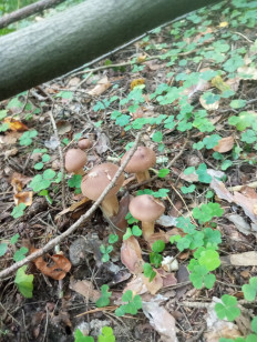 Гриб из Москва