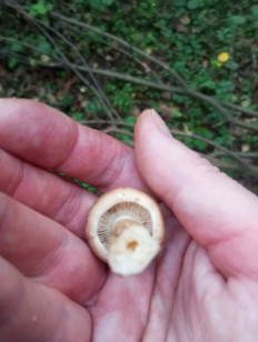 Гриб из Москва