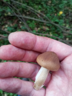 Гриб из Москва