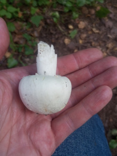 Гриб из Москва